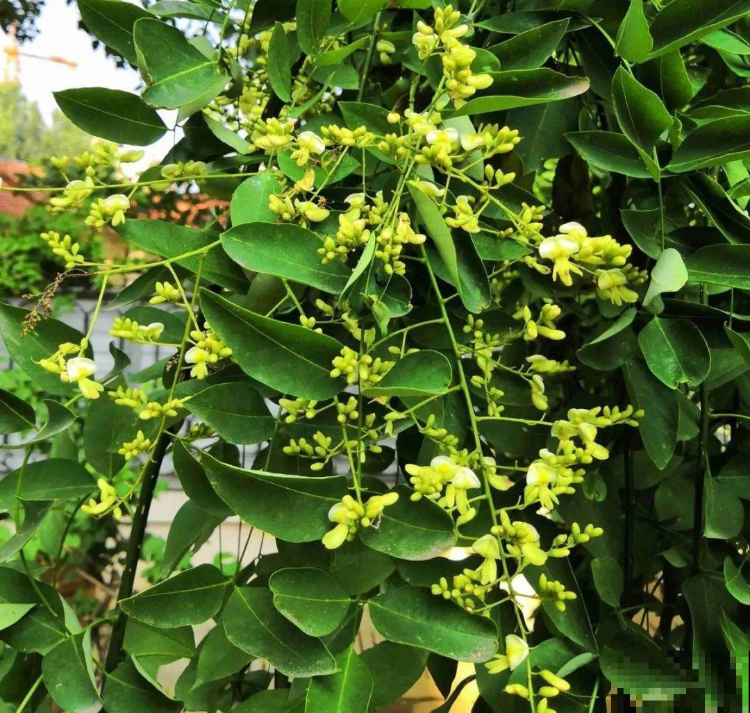 20种有毒花，看见绕道儿走，千万别乱摸