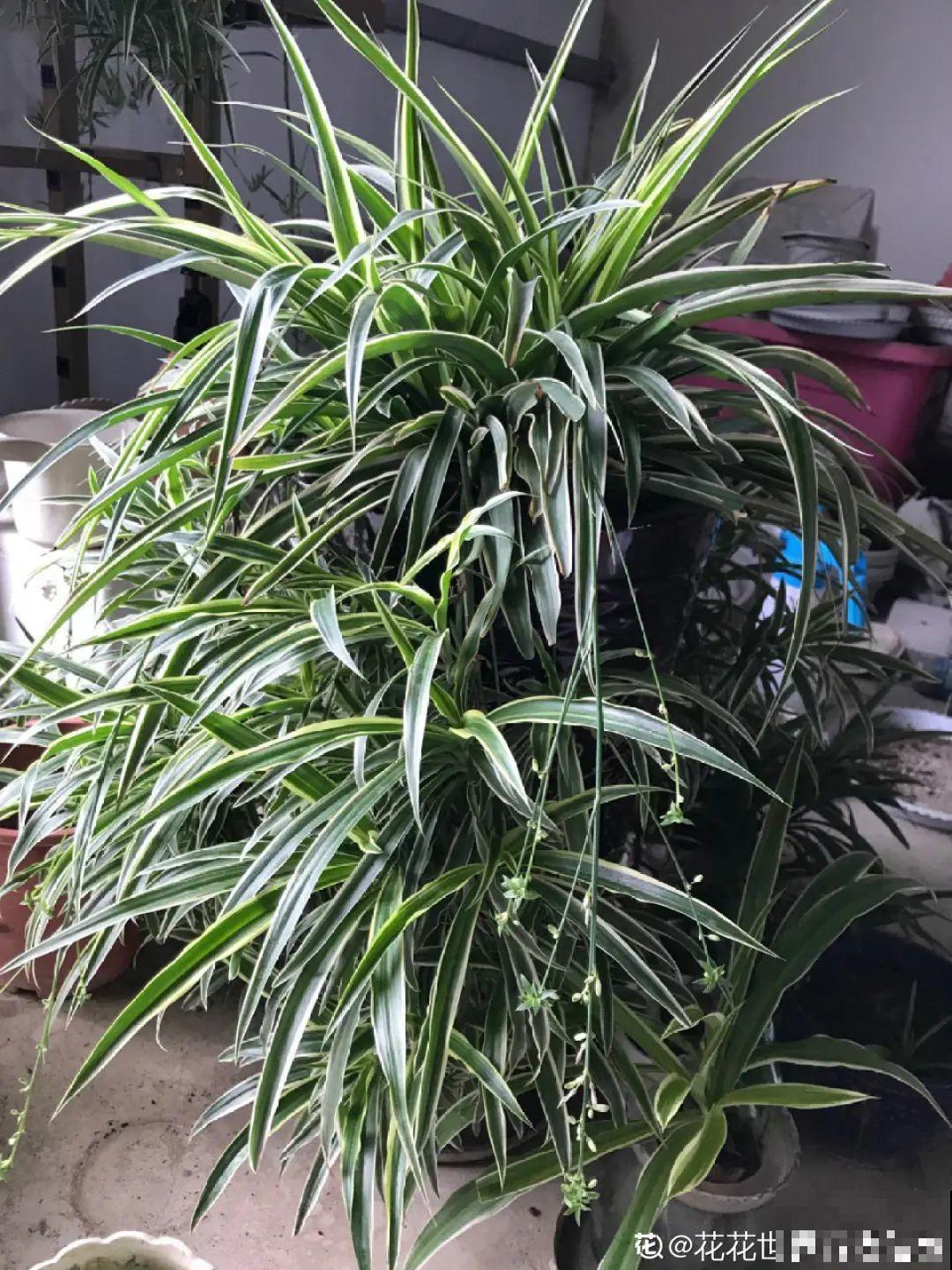 升温后，5种花别乱晒，一晒就叶子就黄了