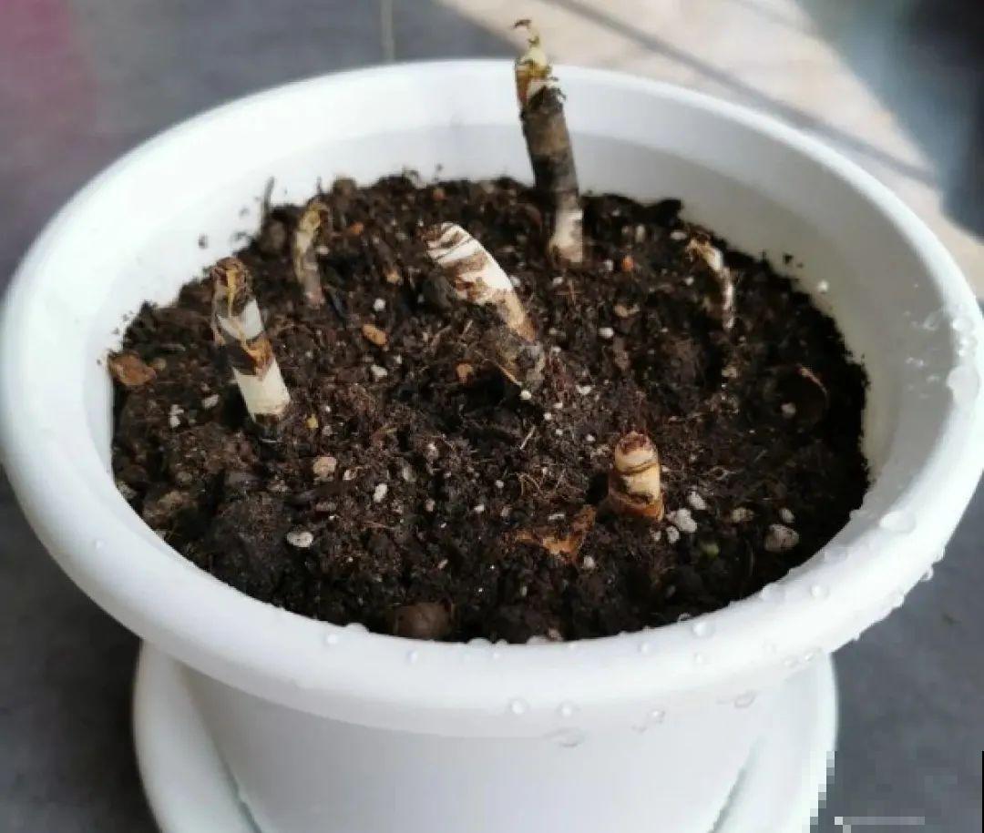 新买的绣球别猛晒，养在阴凉通风处最好，不然叶子全晒焦了