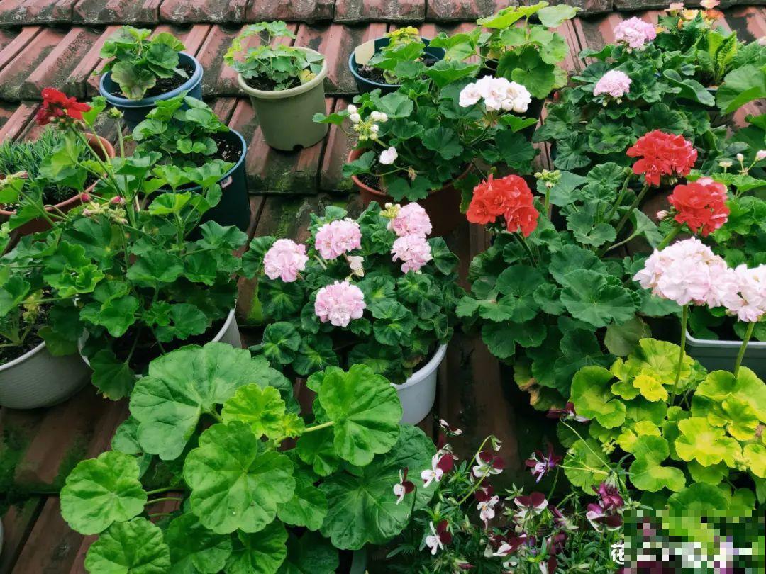 3种花打顶、扦插，可以同时进行，新手秒变大户