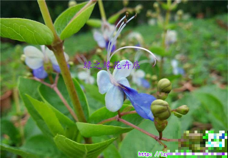 家里养盆小众花，开花又美又仙，养过的人不多