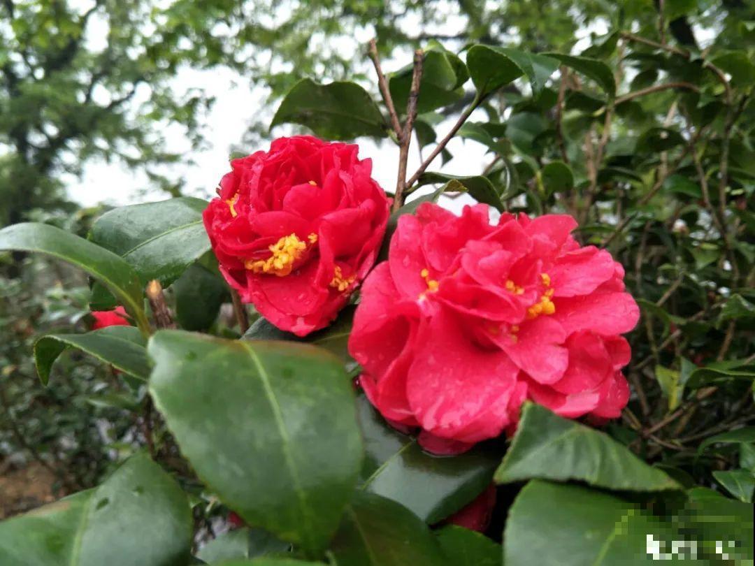 春天逛花市，过季花现在不能买，白花钱活不久