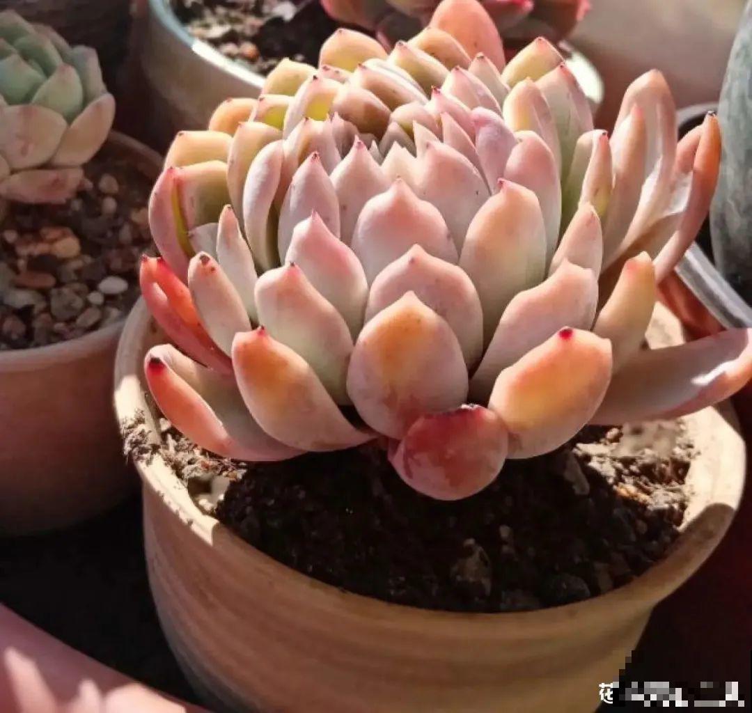 初春浇水要谨慎，浇水浇不对，小心全军覆没