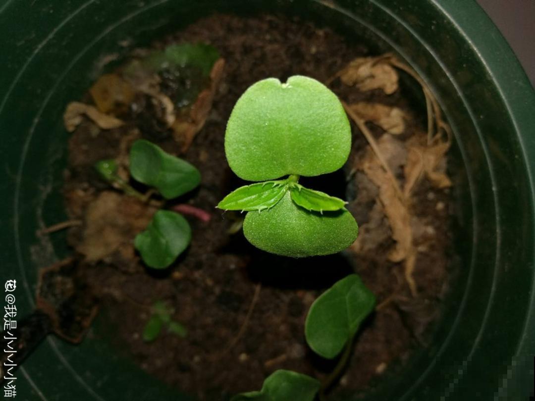 20种花不用买，开完花等20天，爆出好多种子！