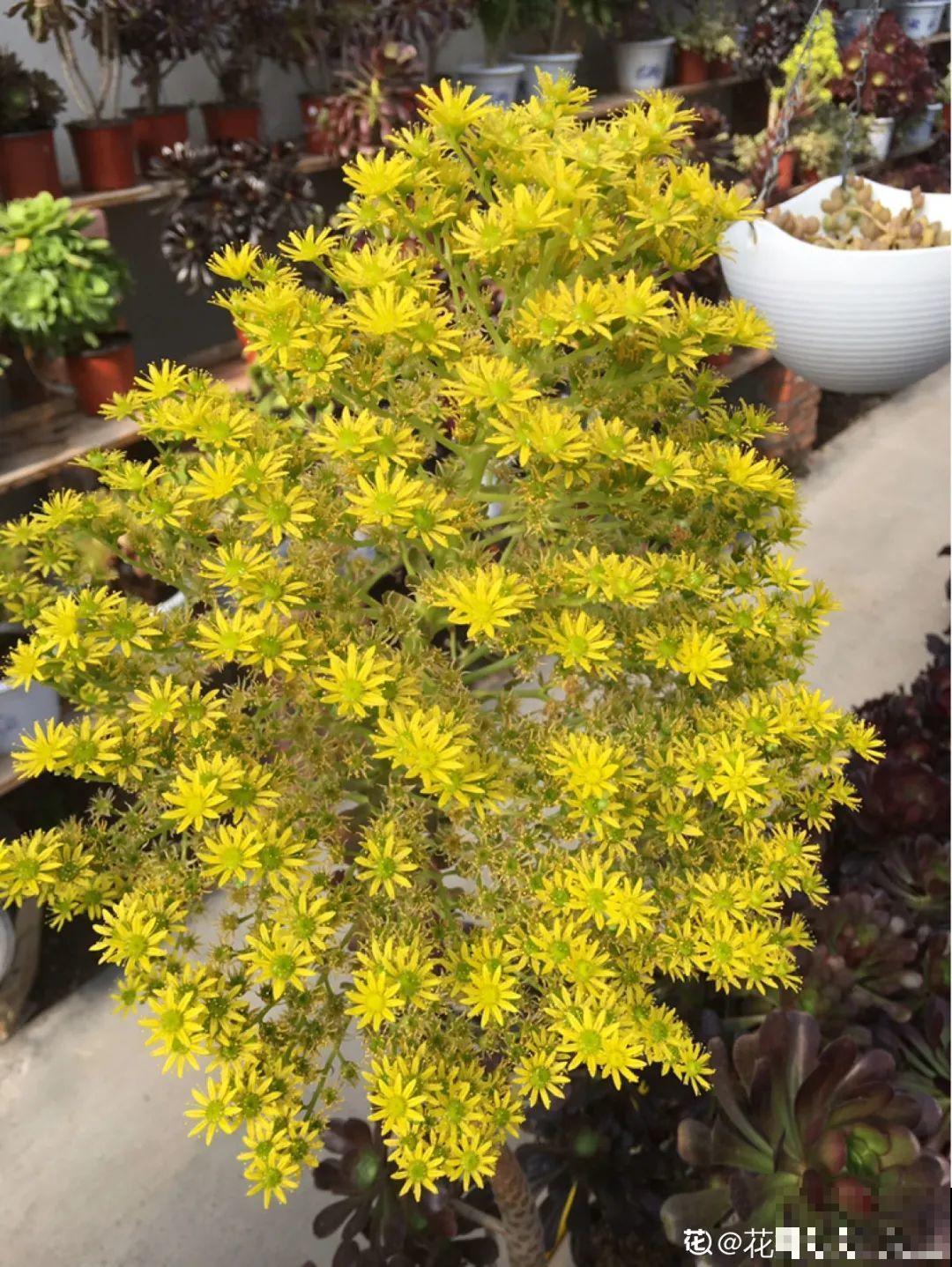 多肉开花不常见，但是颜值还挺高，你会不会剪掉？