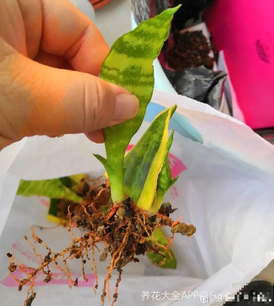 12种花真是太能生，叶子沾土就生根，实在太好活