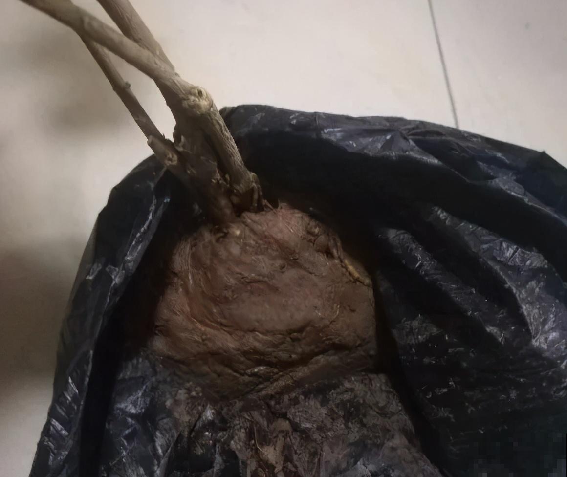 新买的绣球别猛晒，养在阴凉通风处最好，不然叶子全晒焦了