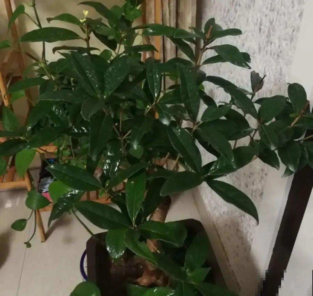 初春浇水要谨慎，浇水浇不对，小心全军覆没