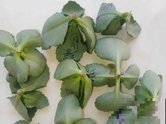 7种“落地生根”花,春天多插几棵,成活率特别高 7种“落地生根”花,春天多插几棵,成活率特别高