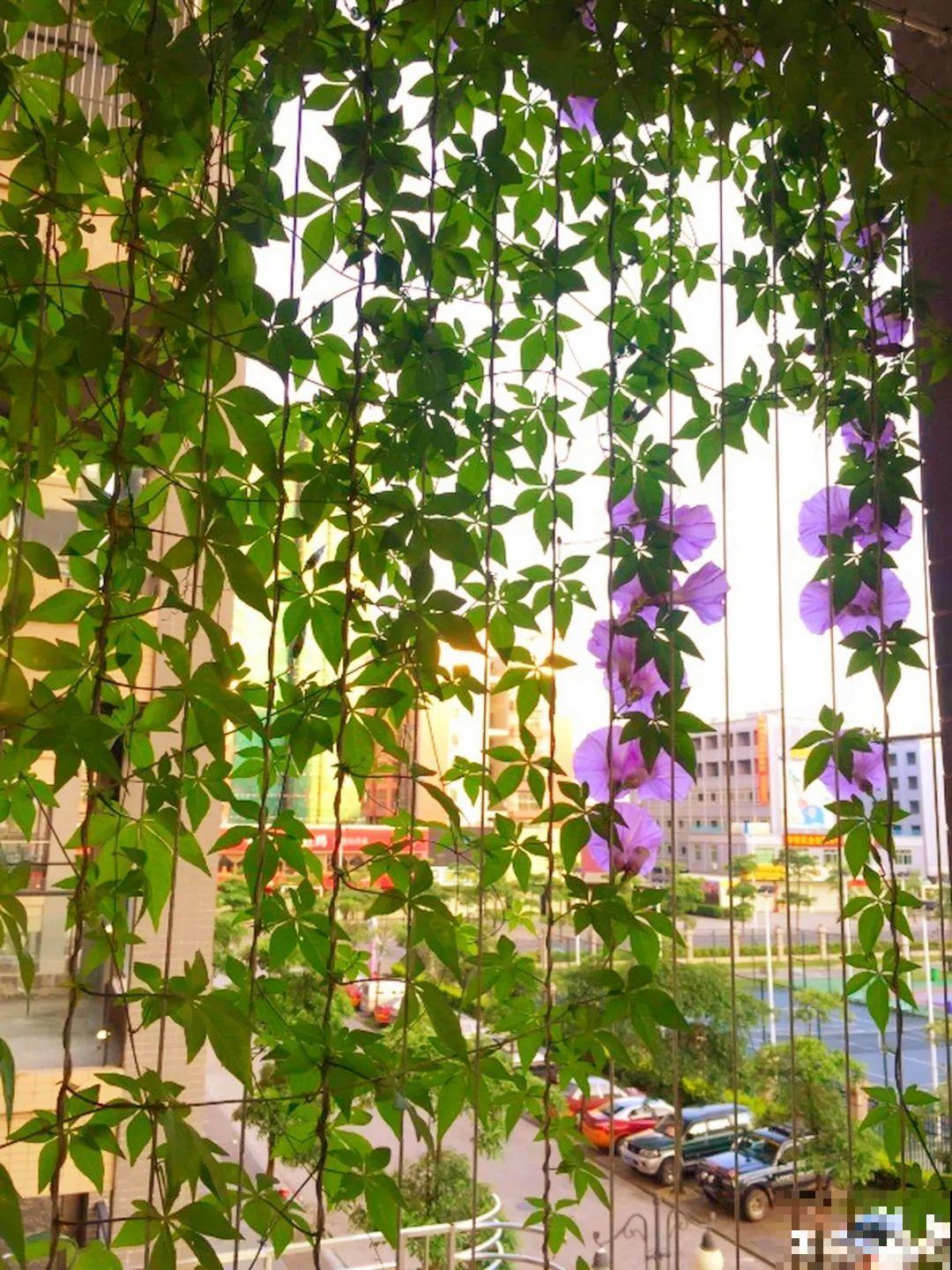 一棵旱金莲,开花又多又没,1年就能长成花墙! 一棵旱金莲,开花又多又没,1年就能长成花墙!