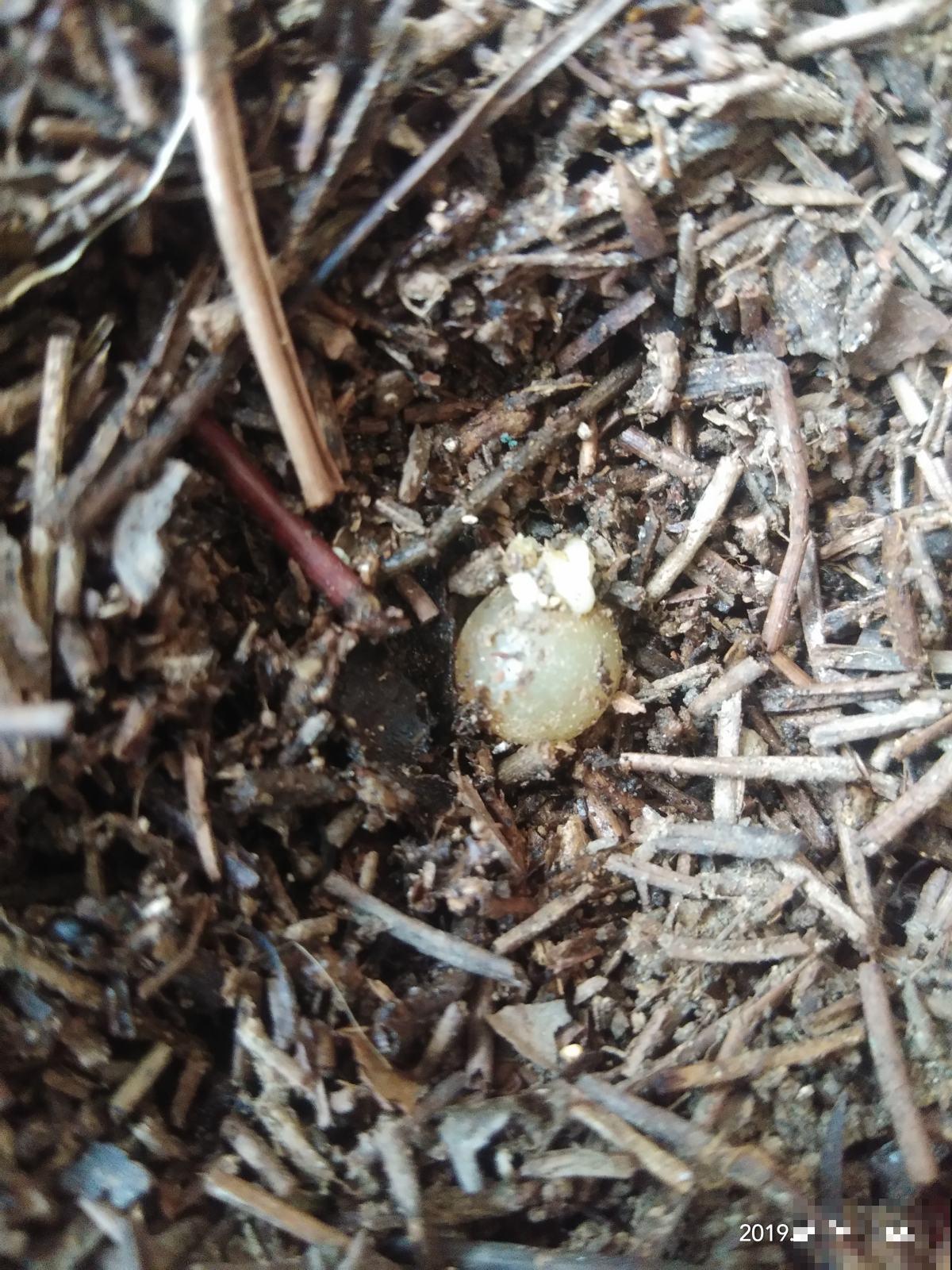 春天正是播种季,君子兰枝头结红果,种土里长出小嫩苗! 春天正是播种季,君子兰枝头结红果,种土里长出小嫩苗!