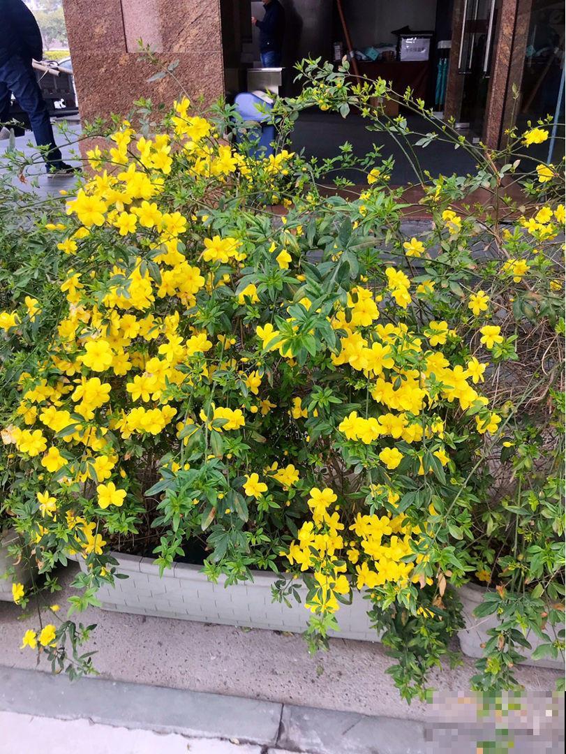 这5种花，是春天的代表性花草，种上几株，满满的春天气息！