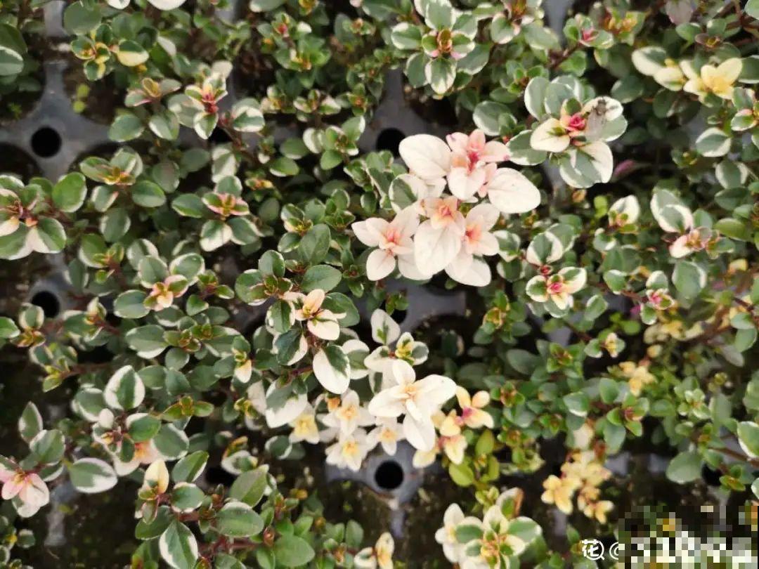 家里养盆香水花,满屋子飘香,还能净化空气 家里养盆香水花,满屋子飘香,还能净化空气