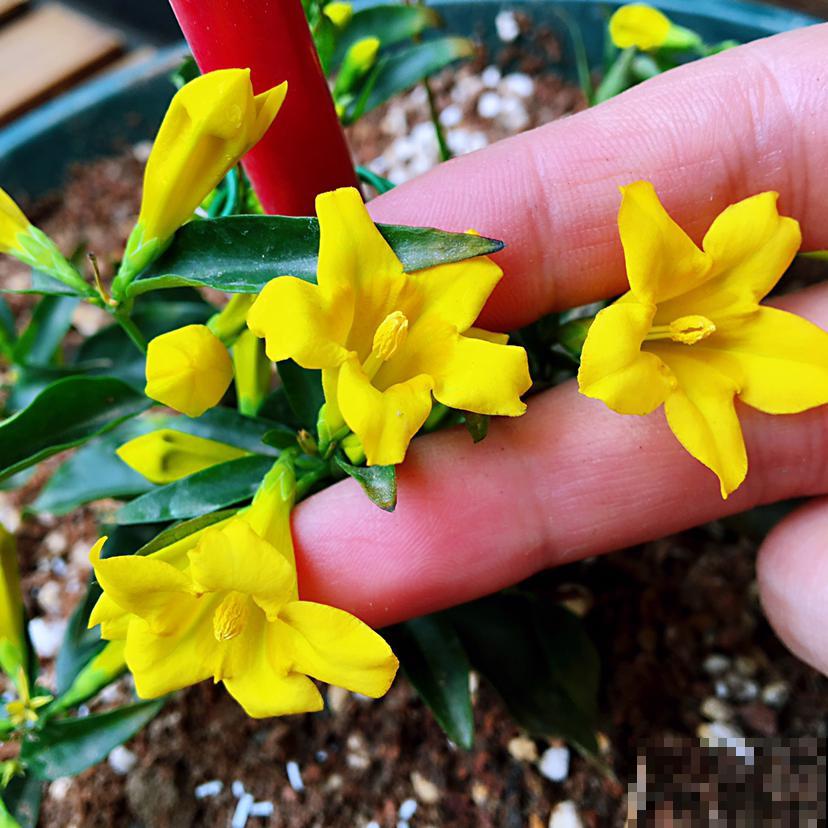 这5种花，只要养好一种，家里瞬间变成大花园