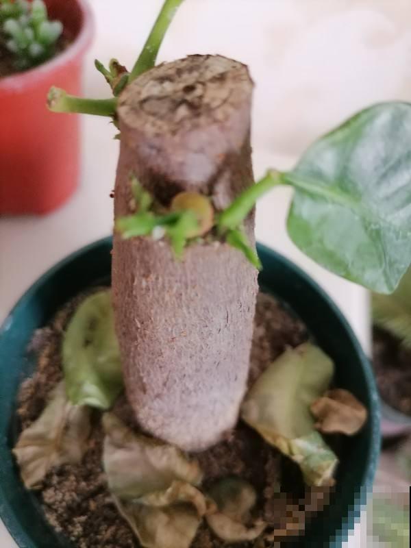 发财树总是掉叶子?那是你的方法出岔子了,现在教你怎么做! 发财树总是掉叶子?那是你的方法出岔子了,现在教你怎么做!