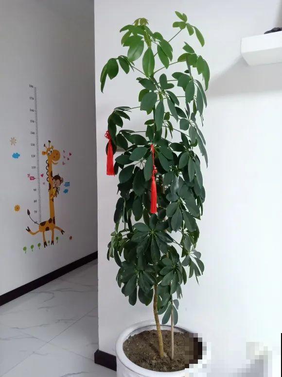 7种花要赶紧砍头,一头变多头,长得是真旺 7种花要赶紧砍头,一头变多头,长得是真旺