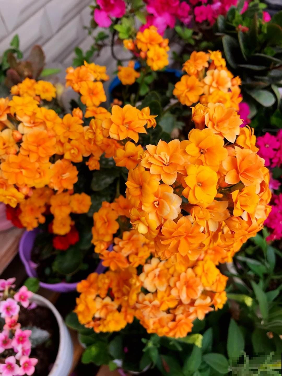 普货植物养好了，也能养爆盆，可以选择这3种