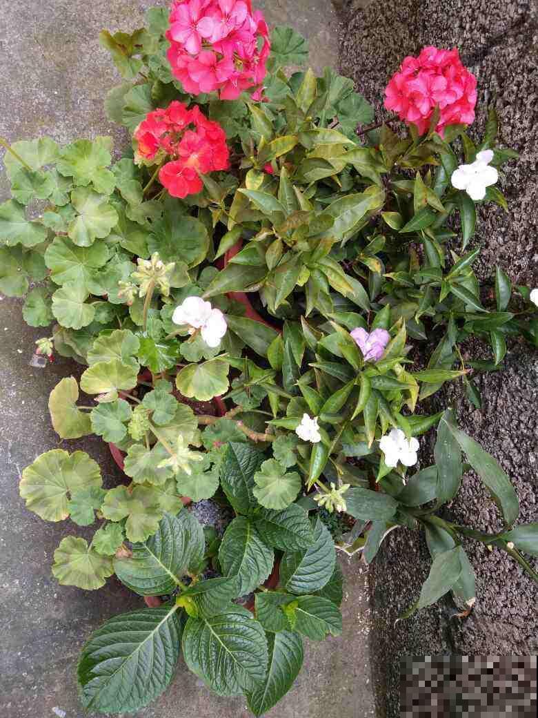 天气越来越热,植物晒伤不是小事儿,要重视起来 天气越来越热,植物晒伤不是小事儿,要重视起来