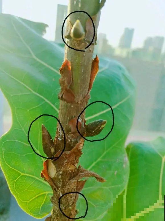 7种花要赶紧砍头,一头变多头,长得是真旺 7种花要赶紧砍头,一头变多头,长得是真旺