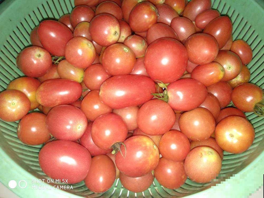 开春在家种点菜，长势超快，省下买菜钱