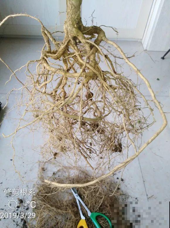 蝴蝶兰现在还不换盆，水苔容易发霉 ，越长越差劲