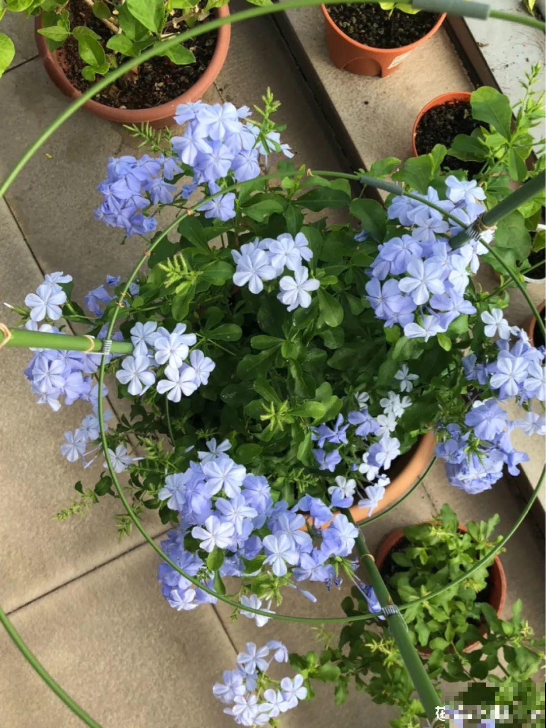 晒不死、热不死的花,越晒花越多,越热长越快 晒不死、热不死的花,越晒花越多,越热长越快