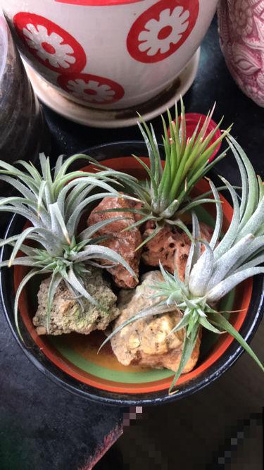 家里养盆小众花，开花又美又仙，养过的人不多