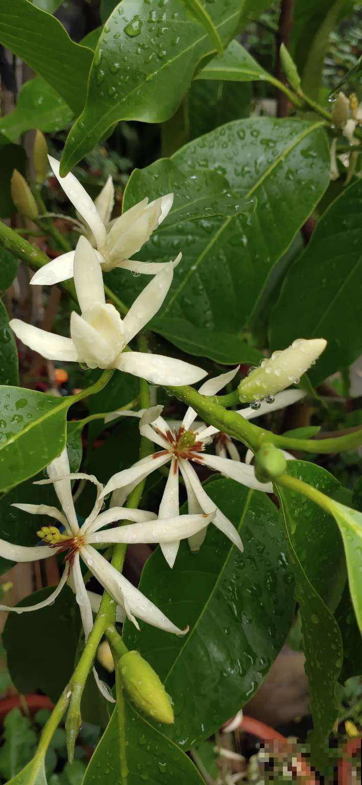 能做成手链的花,香气十足,花朵秀气端庄,开花超美 能做成手链的花,香气十足,花朵秀气端庄,开花超美
