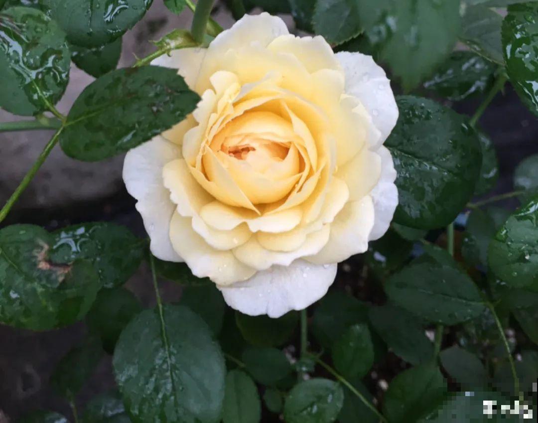 50种月季，各有各的美，哪一种是你的“菜”？