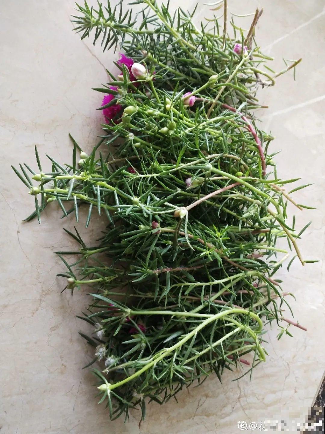 11种常见花，现在扦插，成活率特高