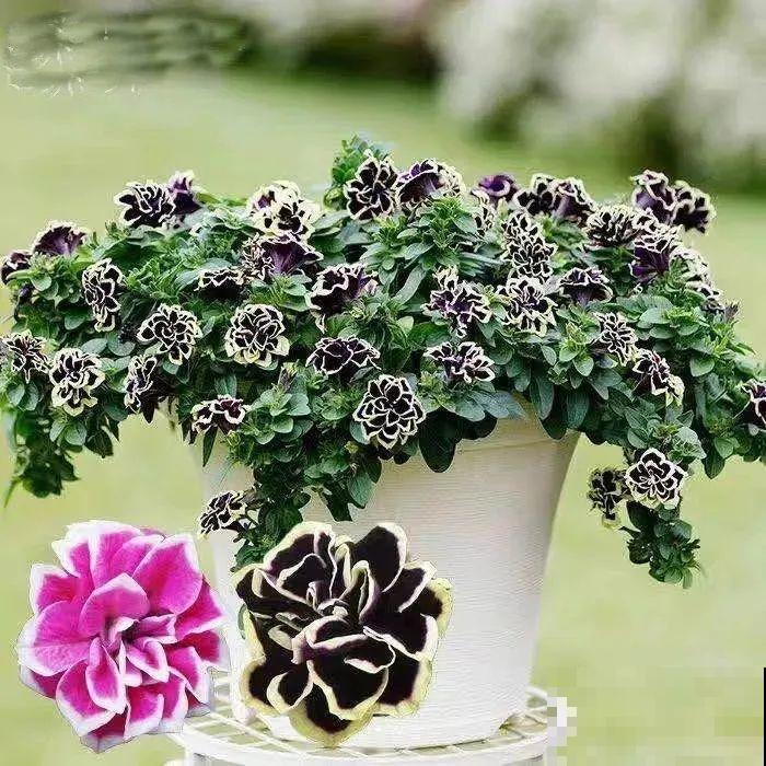 矮牵牛得剪一剪，才能开花多，满盆都是花苞！