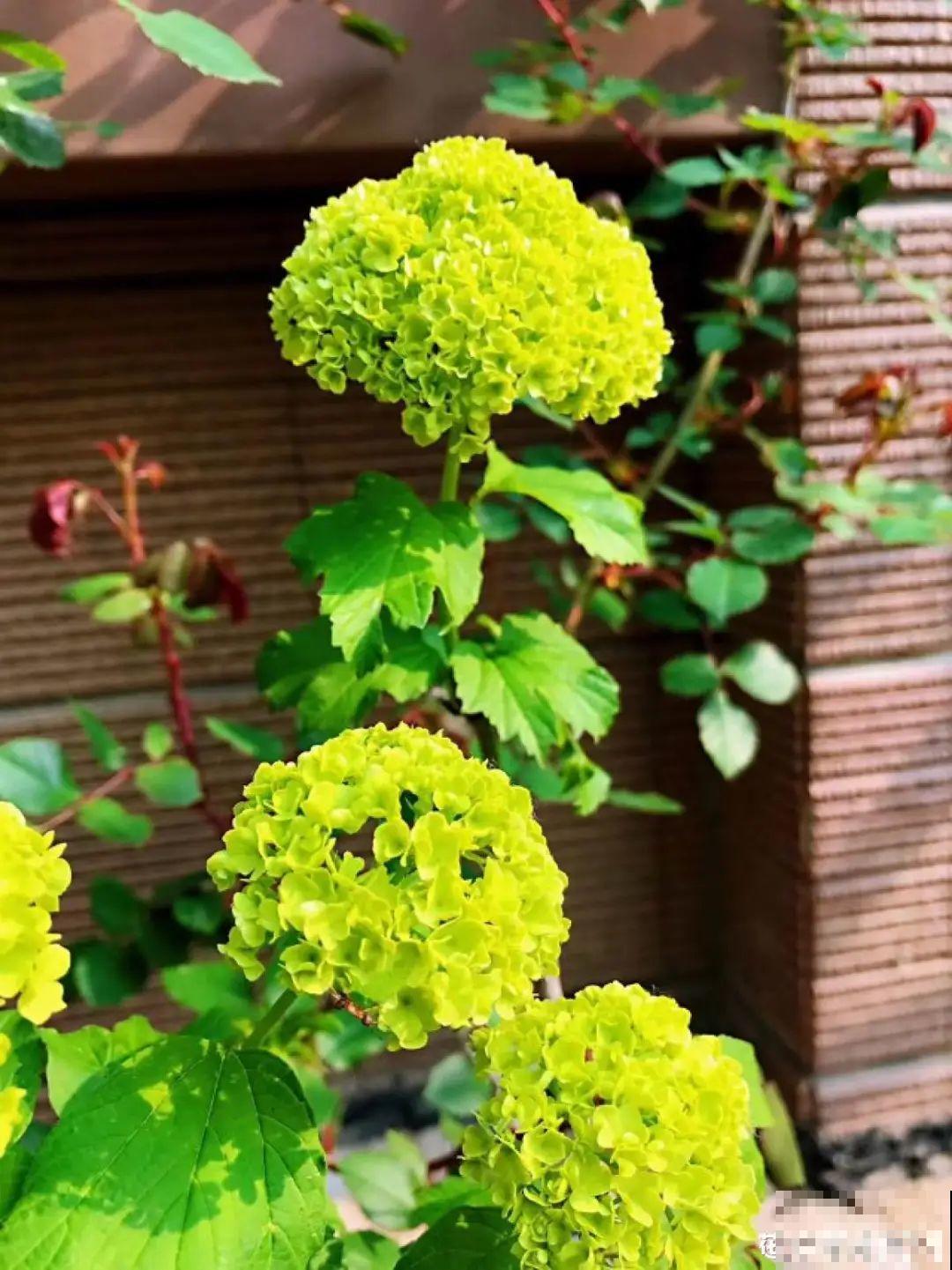 30米高三角梅，千年的紫藤树···5种花越老越值钱