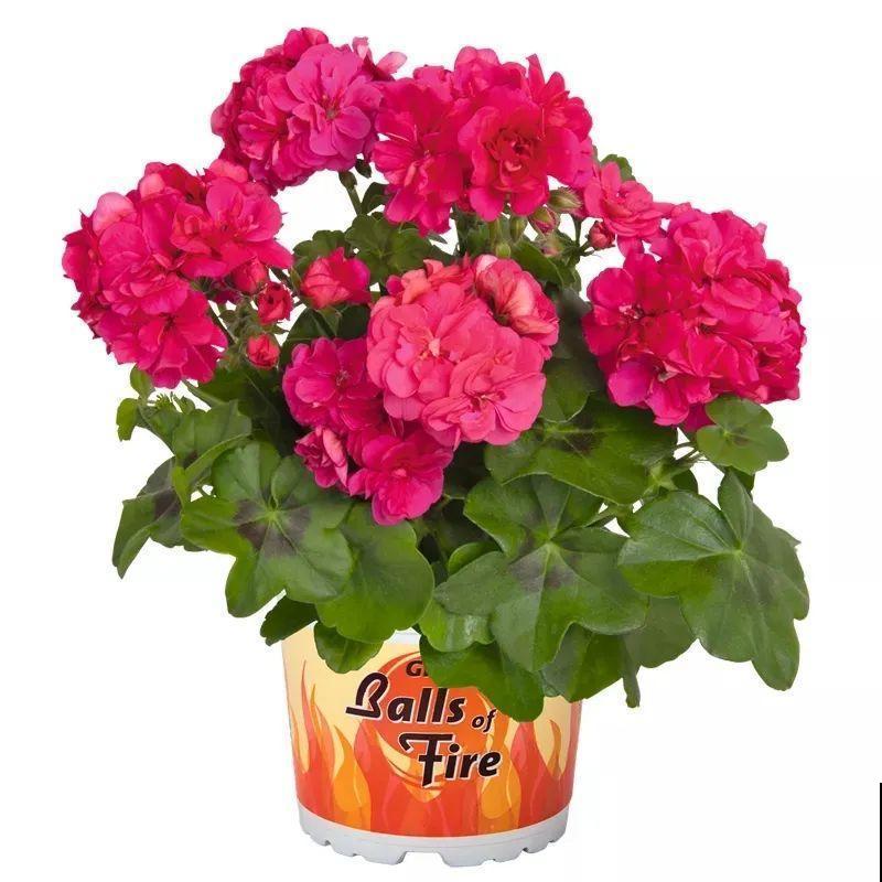 垂吊天竺葵,1年能开上百天,好养不占地儿 垂吊天竺葵,1年能开上百天,好养不占地儿