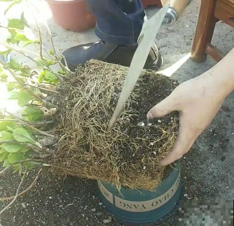 9种花是富贵命,必须大盆养,小盆养会憋死 9种花是富贵命,必须大盆养,小盆养会憋死