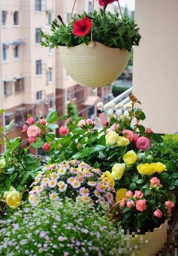 阳台虽小，种点花草，也能变成小花园