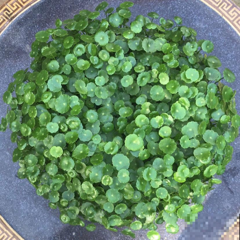 春天给花剃个“平头”，两个月就爆盆，疯长太旺盛