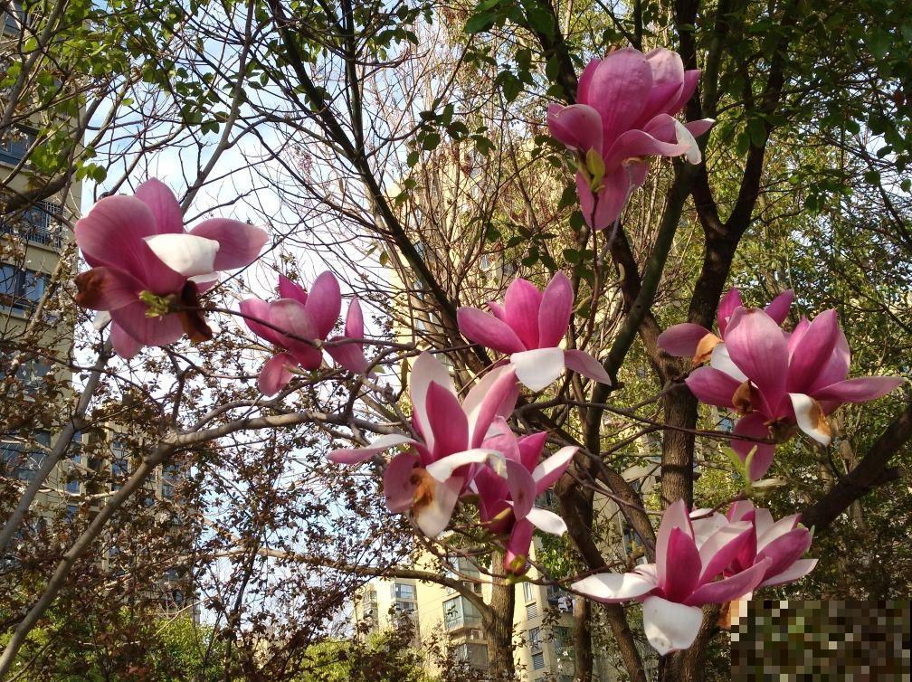 初春4种花，开花香味四溢，满屋子花香味
