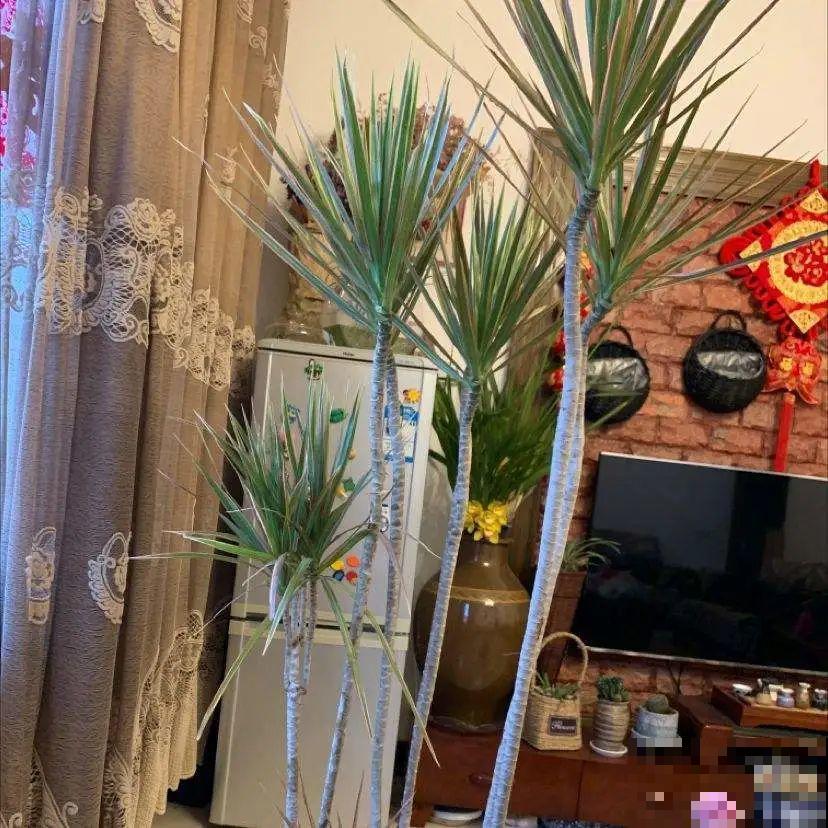 10种花越高越值钱,能长到2米,大高个霸气镇宅! 10种花越高越值钱,能长到2米,大高个霸气镇宅!