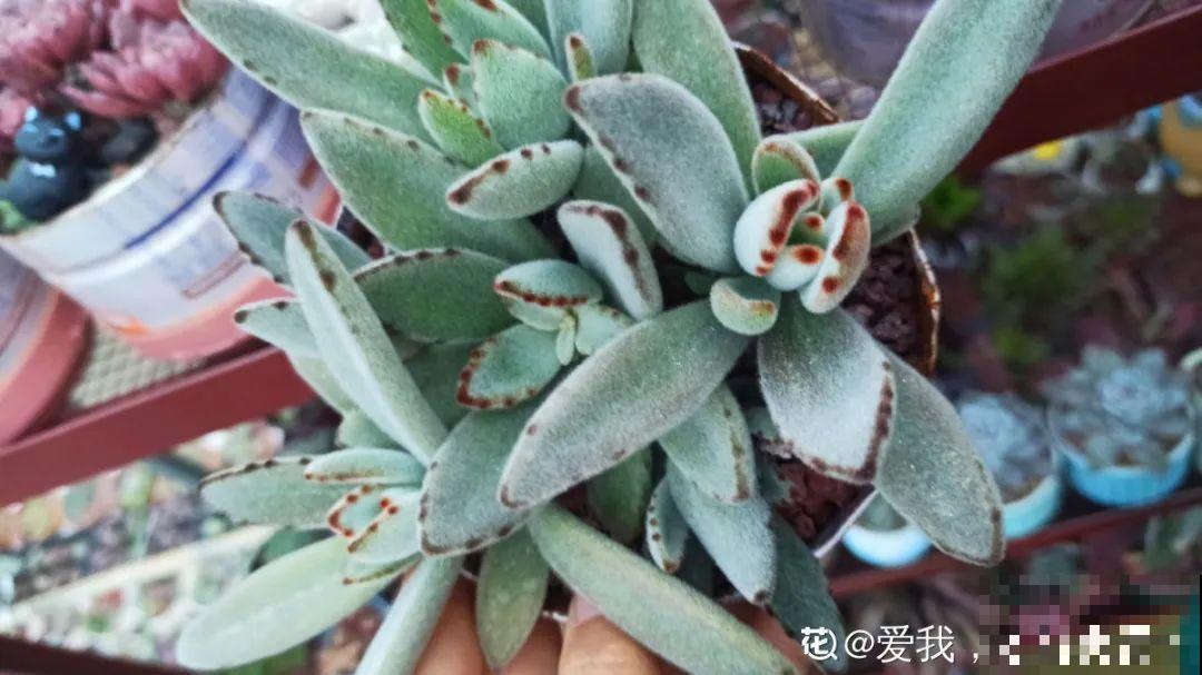 9种多肉，夏天不休眠，浇水还要加把劲儿