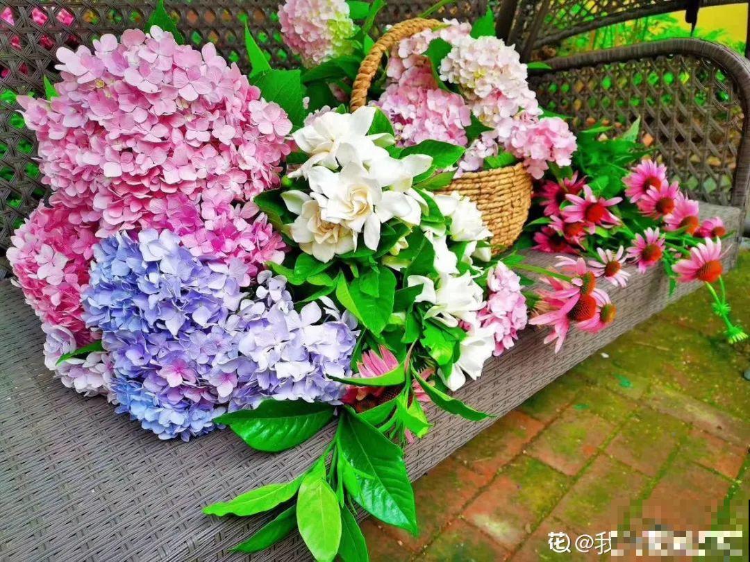 春天来了，有个院子养点花，简直太幸福