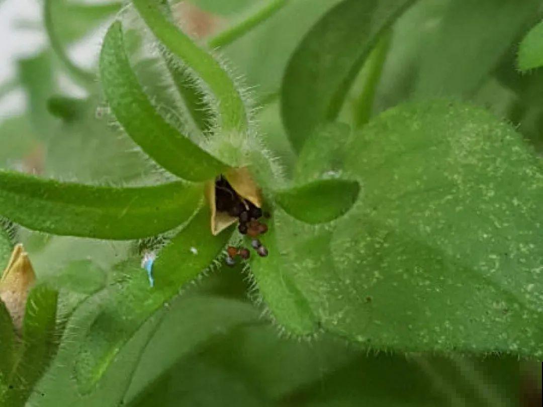 20种花不用买，开完花等20天，爆出好多种子！