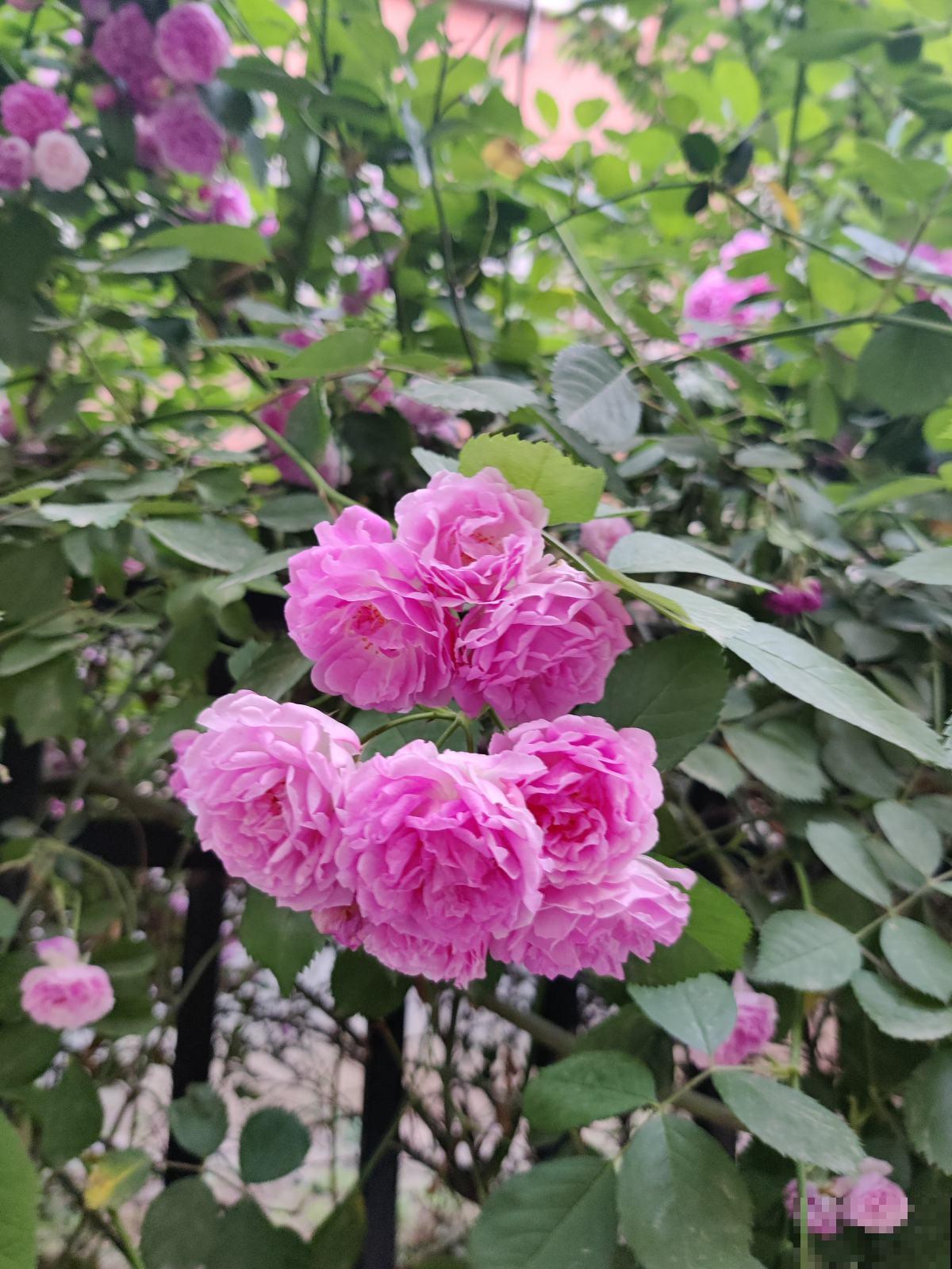 路边的树一开花,简直美翻了,远看像是蓝色的“雾” 路边的树一开花,简直美翻了,远看像是蓝色的“雾”