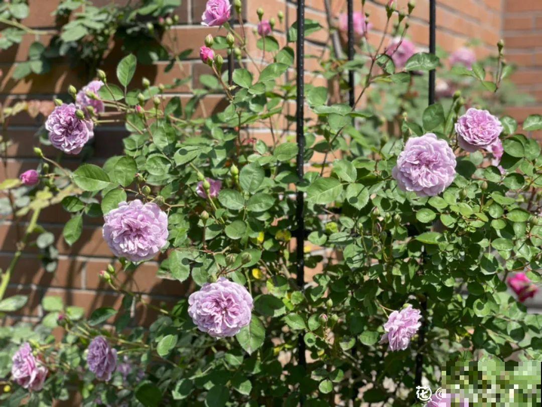 月季现在赶紧施肥，不然越长越差，上肥后月月开花