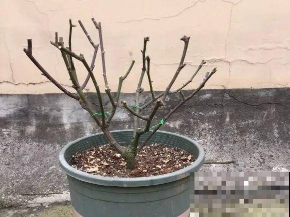 花园“三剑客”，可不太好养，能养好的都是高手