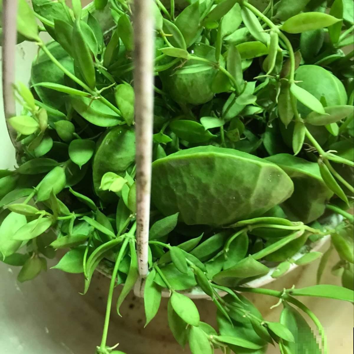 适合新手养的爬藤花，春天养在向阳处，藤条爬满墙