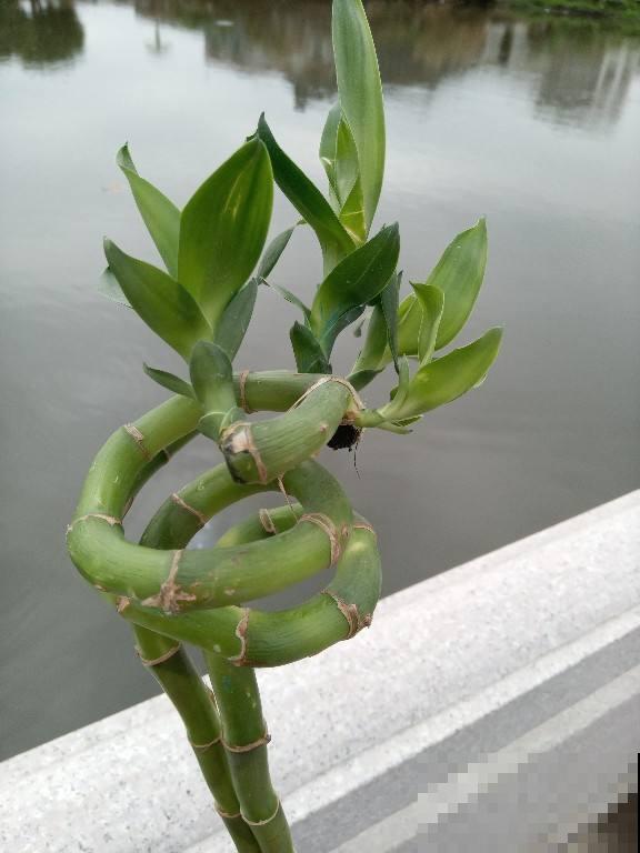 富贵的“堂兄弟”，个个颜值高，还特别好养活