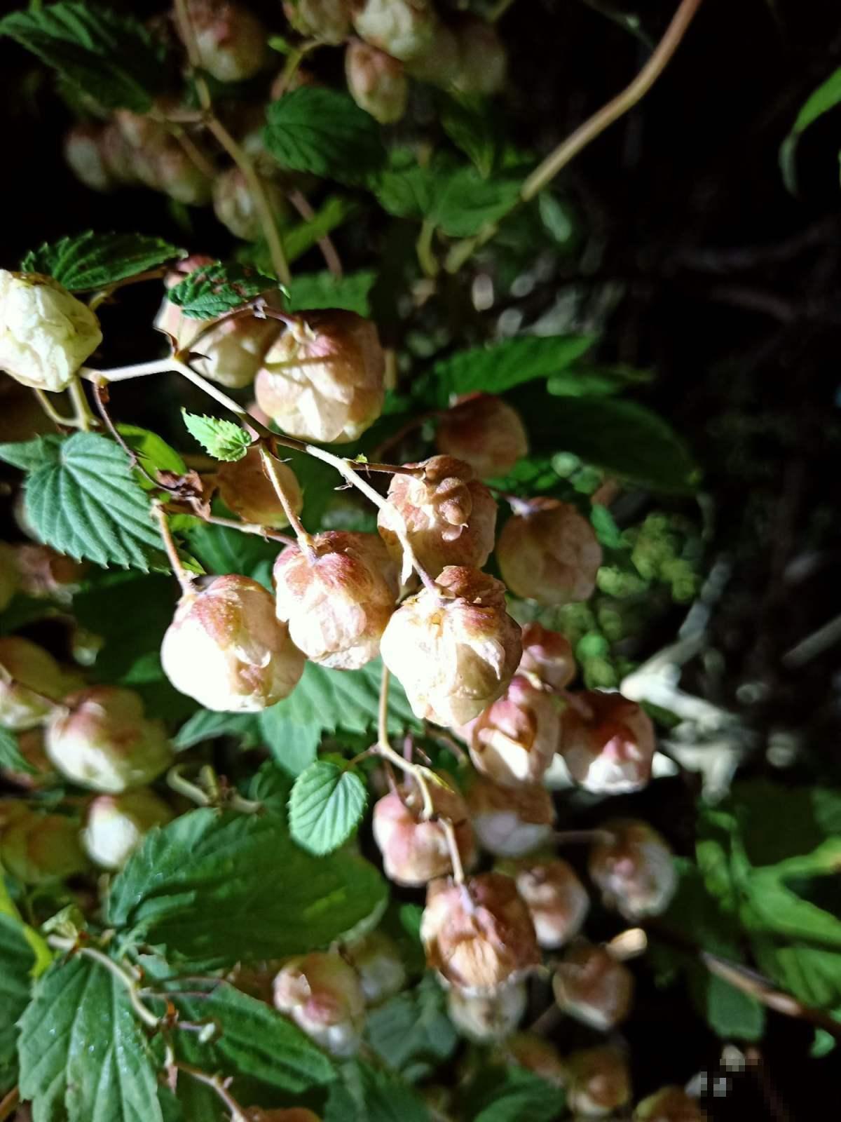 啤酒为什么叫啤酒？都是因为这种花，加入一点口感变好！