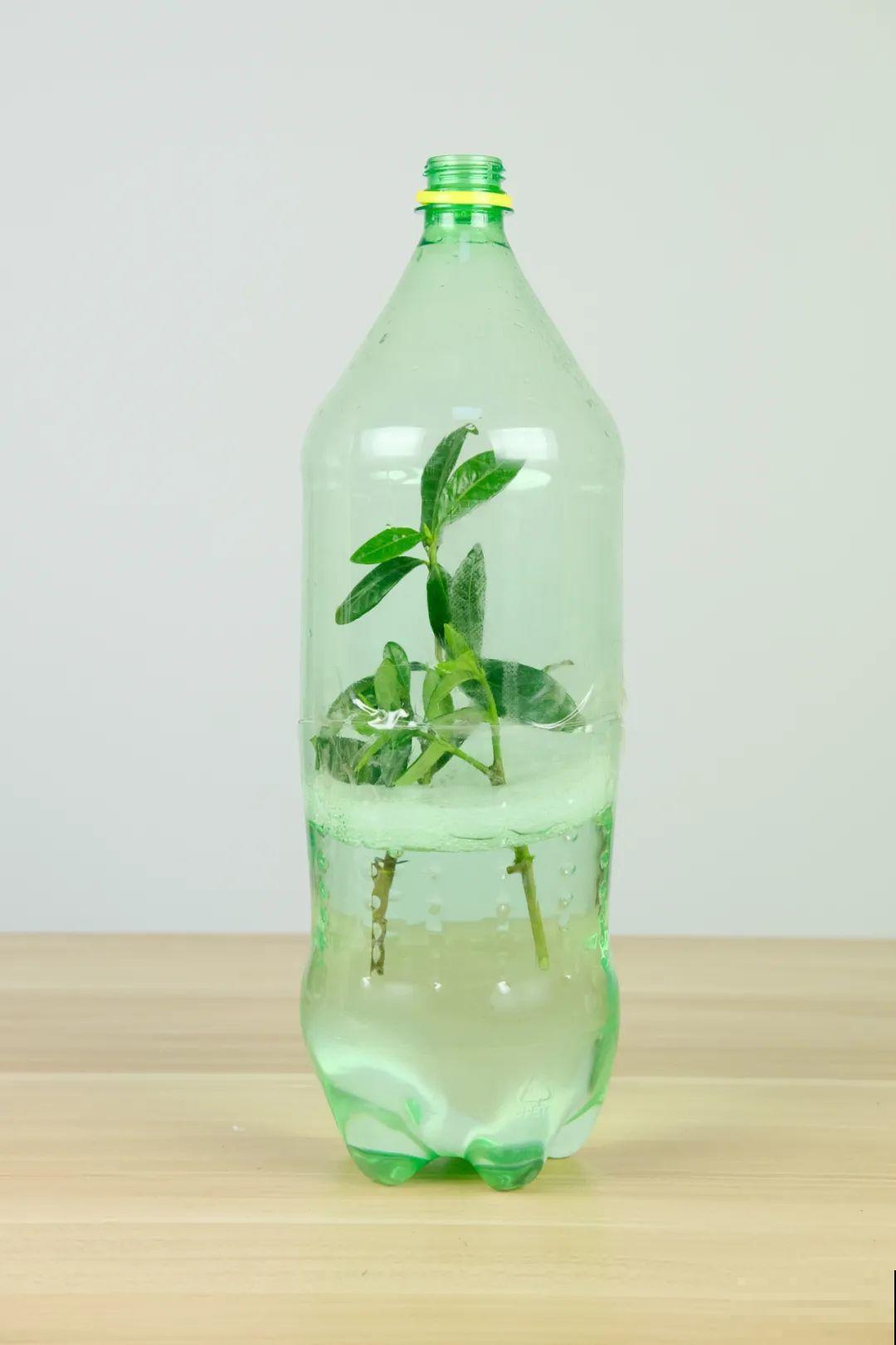 11种常见花，现在扦插，成活率特高