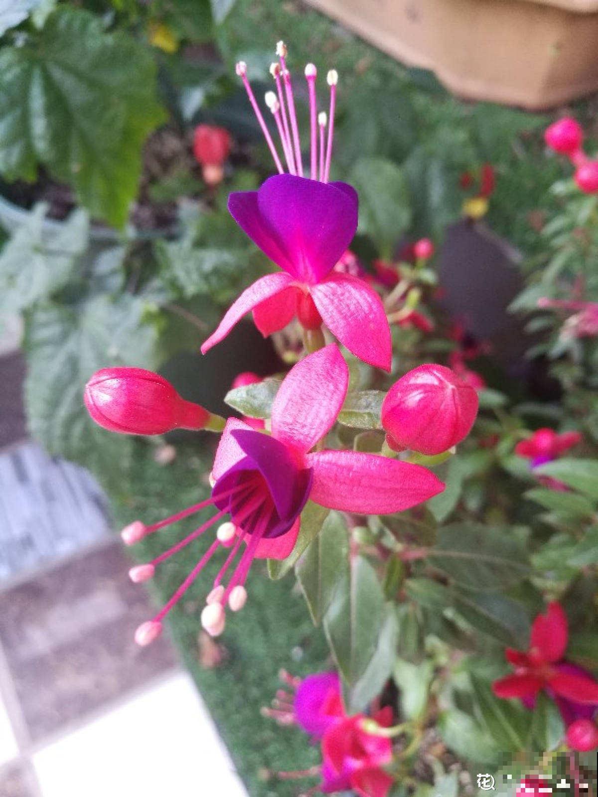 夏天不想让花热死，不如养盆金凤花，耐热颜值高