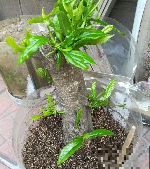 春天的大粗杆子，直接插土里，很快就生根